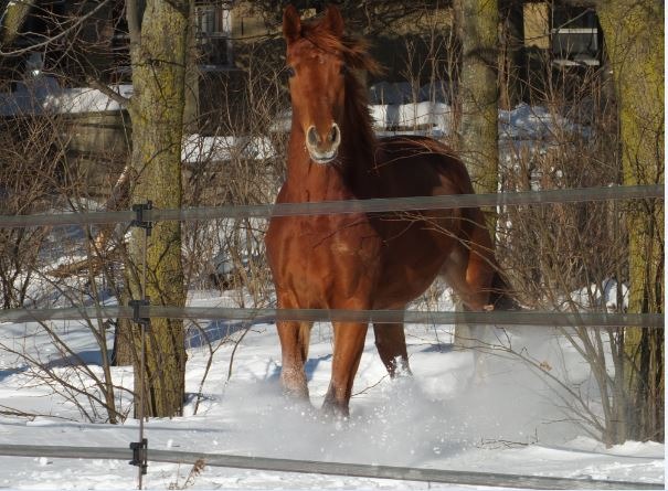 Cheval